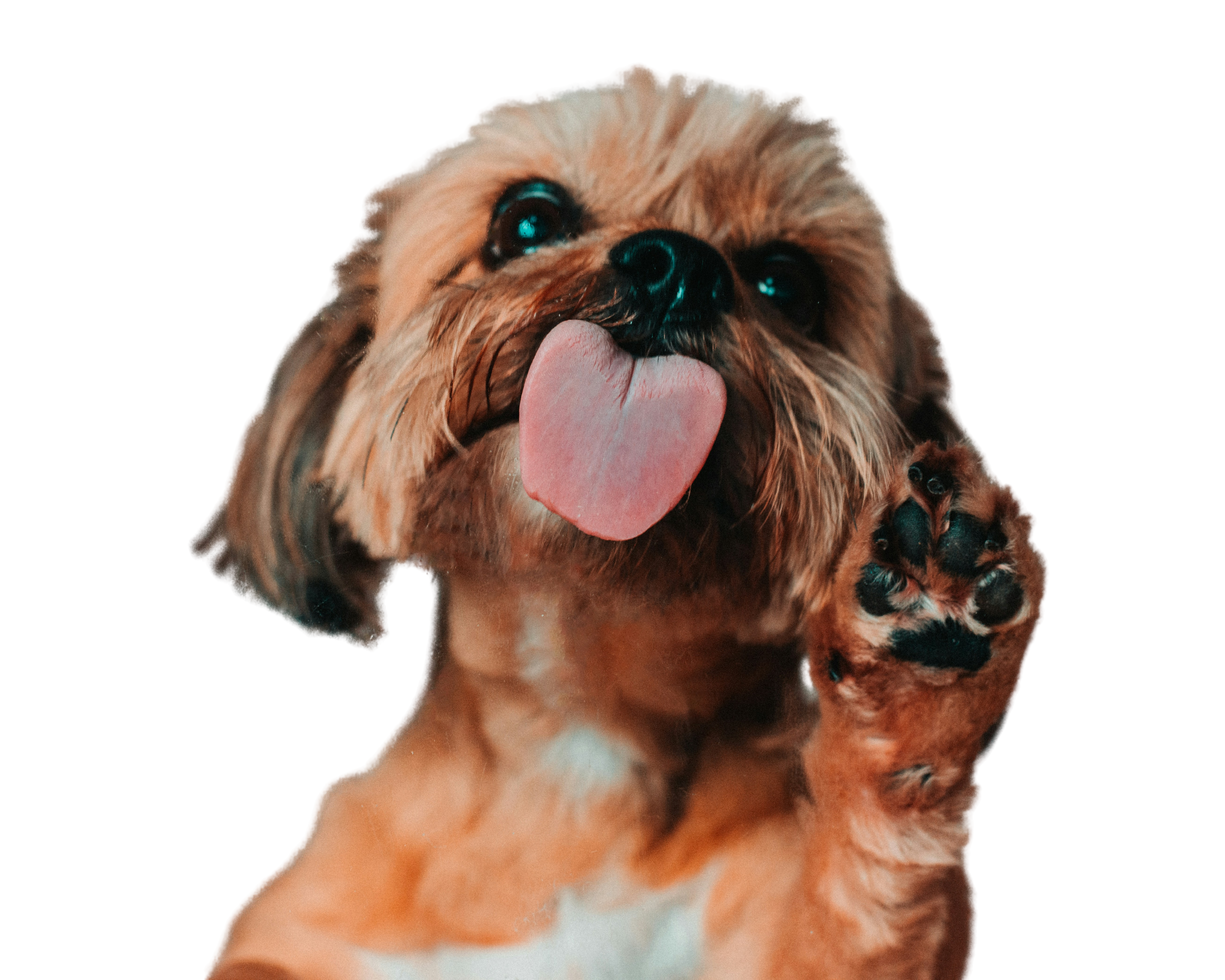 Cachorro
